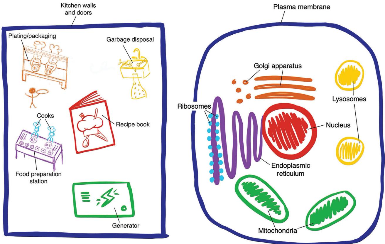 Fig 1. A visual representation ofthe analogy between a restaurant kitchen (source) and a cell (target). Corresponding elements are drawn in the same color. Drawing by Caryn Gray.